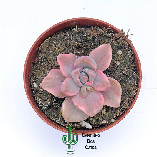 Graptoveria mrs Richards Variegata