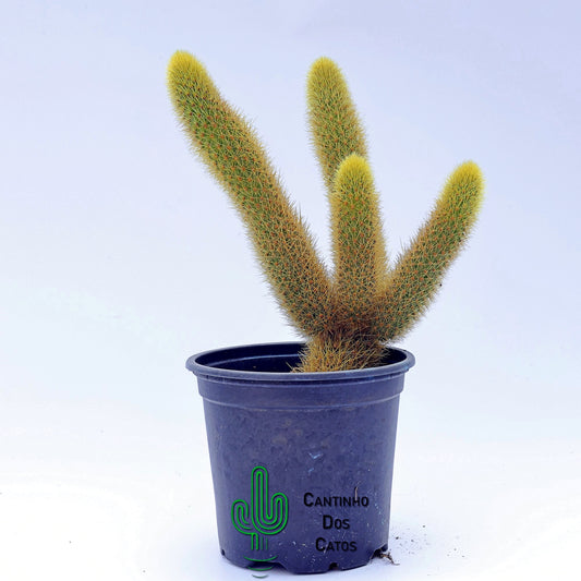 Hildewintera Aureispina (Rabo de Gato)