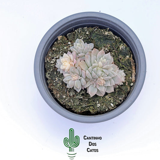 Echeveria Prolífica Variegata