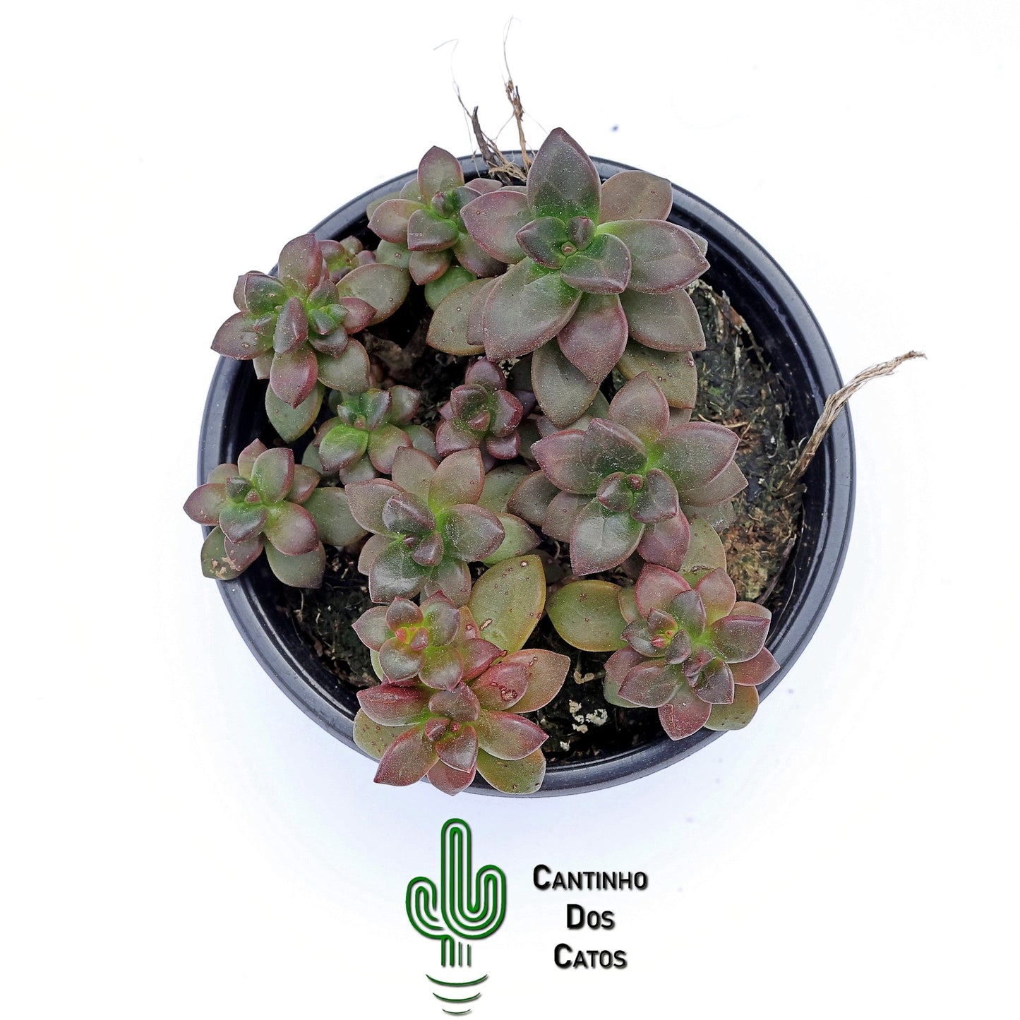Echeveria Compressicaulis