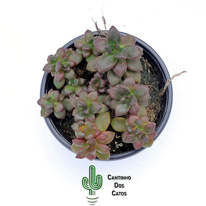 Echeveria Compressicaulis