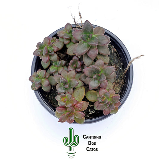 Echeveria Compressicaulis