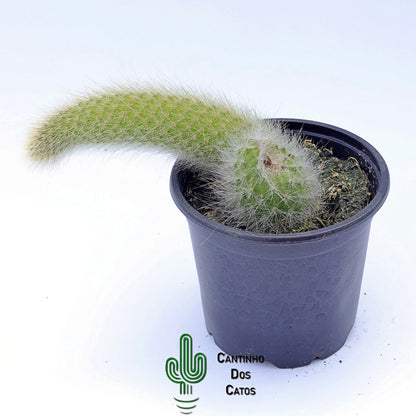 Hildewintera Colademononis (Rabo de Macaco)