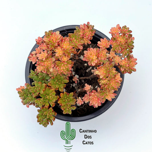 Aeonium Sedifolium Variegata