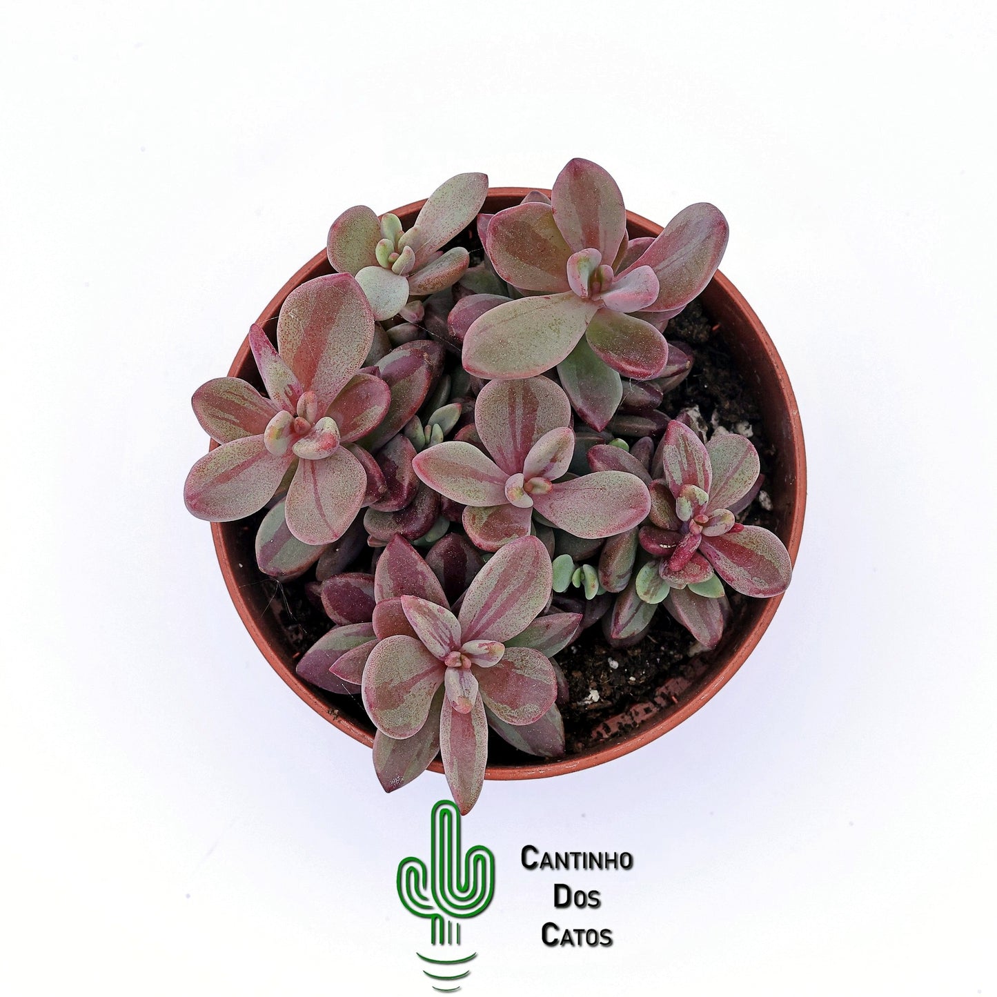 Echeveria Rezry Variegata