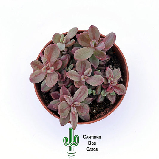 Echeveria Rezry Variegata