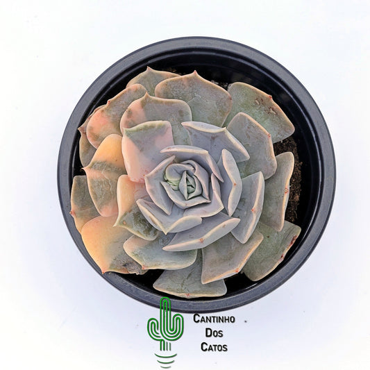 Echeveria Pollux Variegata