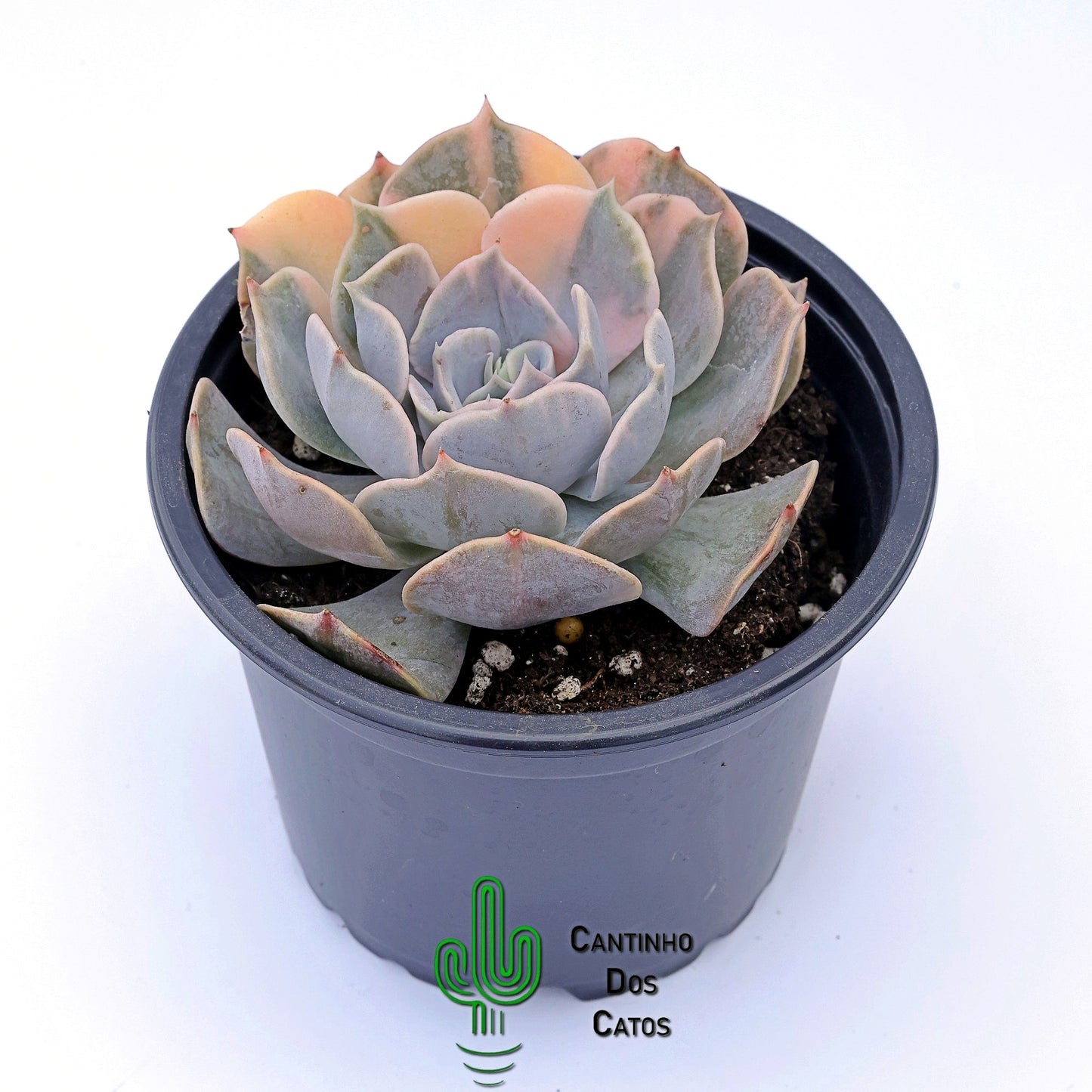 Echeveria Pollux Variegata