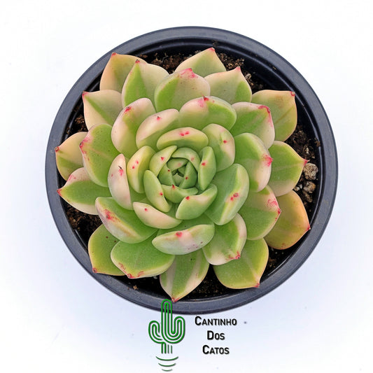 Echeveria Flamenco Variegata