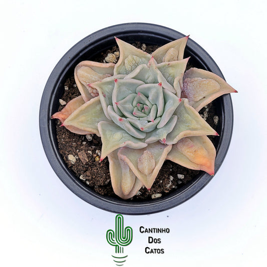 Echeveria Madiba Carunculata