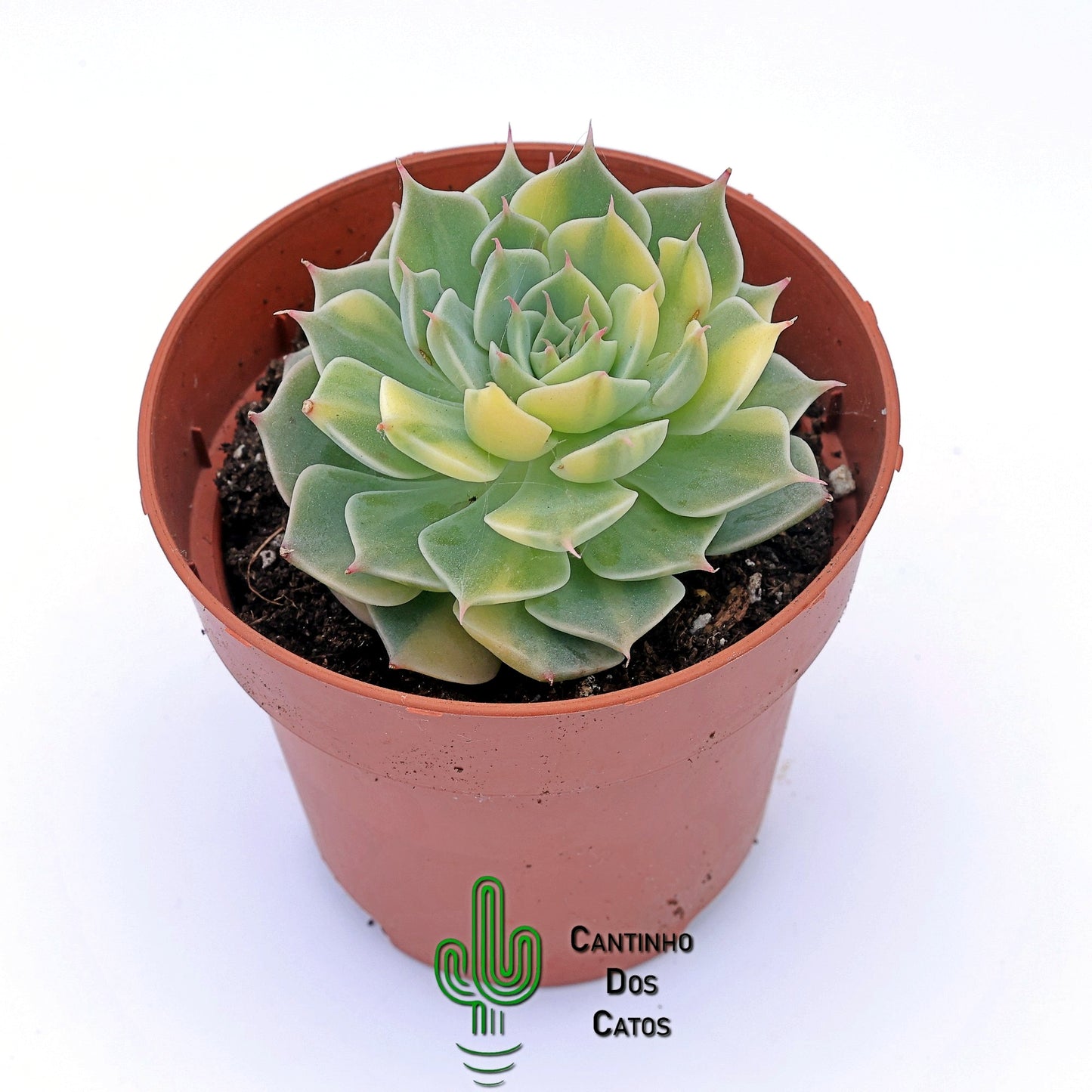 Echeveria Margaret Variegata