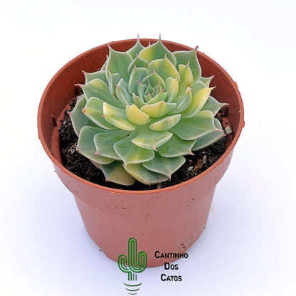 Echeveria Margaret Variegata