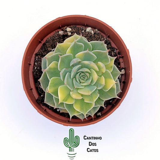 Echeveria Margaret Variegata