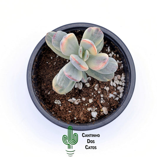 Cotyledon Orbiculata Variegata