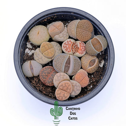 Lithops, Pedras Vivas
