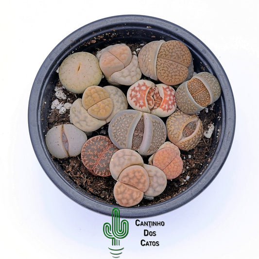 Lithops, Pedras Vivas