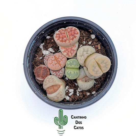 Lithops, Pedras Vivas