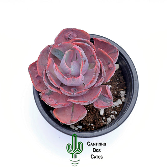 Echeveria Beyonce Variegata