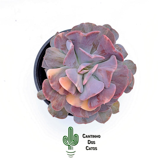 Echeveria Cubic Frost variegata
