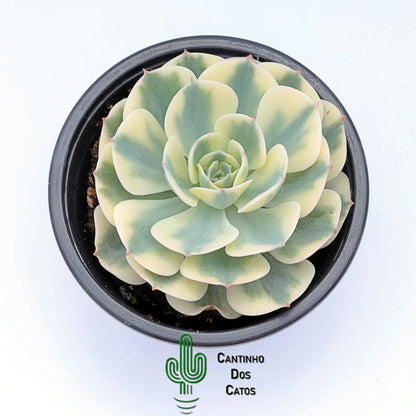 Echeveria Compton Carousel