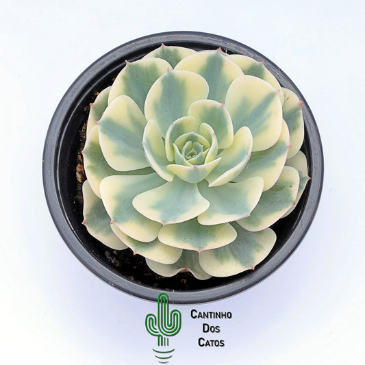 Echeveria Compton Carousel
