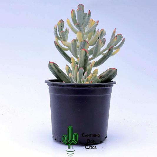 Cotyledon orbiculata var. flanaganii variegata