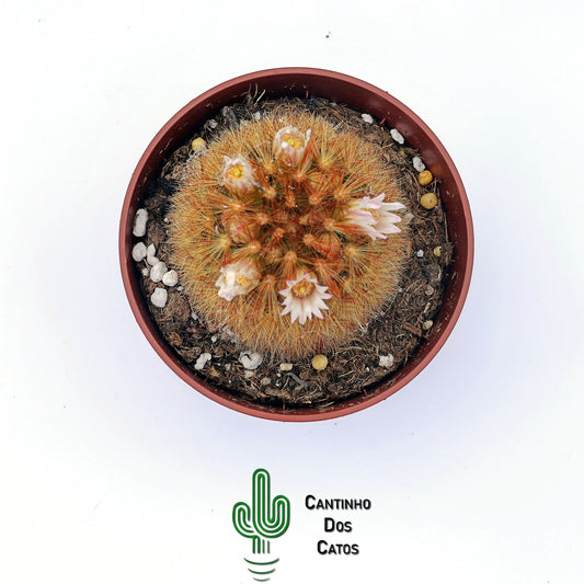 Mammillaria Carmenae f. Rubrispina