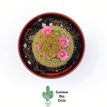 Mammillaria Carmenae f. Rubrispina