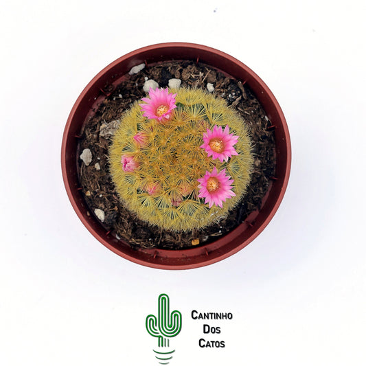 Mammillaria Carmenae f. Rubrispina