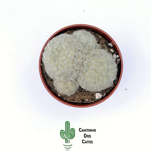Mammillaria Plumosa