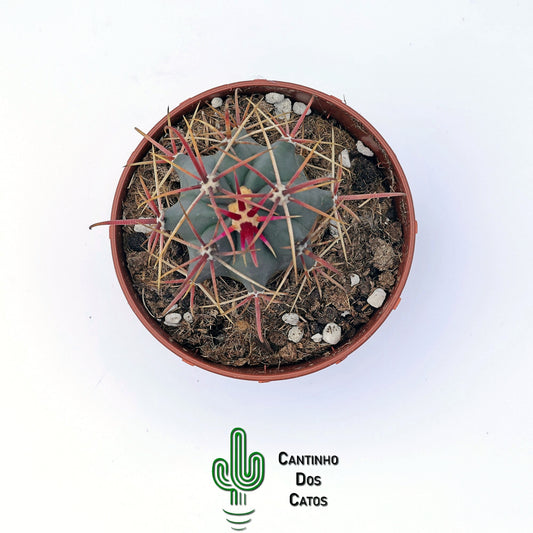 Ferocactus Emoryi