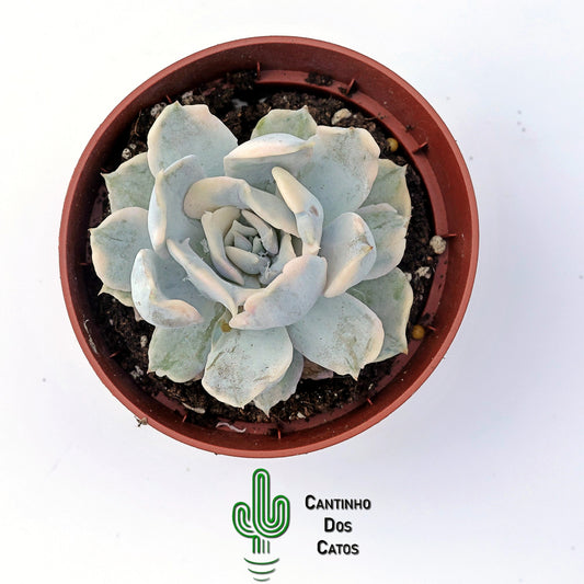 Echeveria Lilacina Variegata