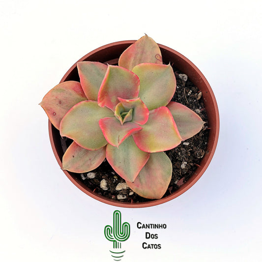 Echeveria Minigosahong Variegata