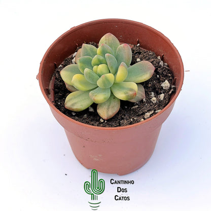 Pachyveria Paradox Variegata