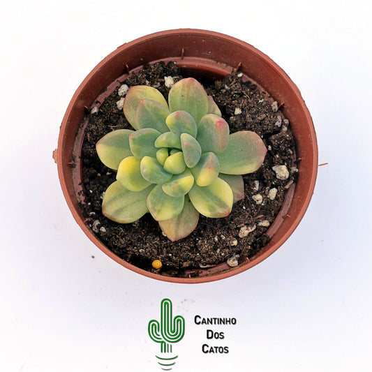 Pachyveria Paradox Variegata