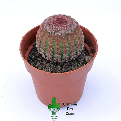 Echinocereus Rigidissimus Rubispinus