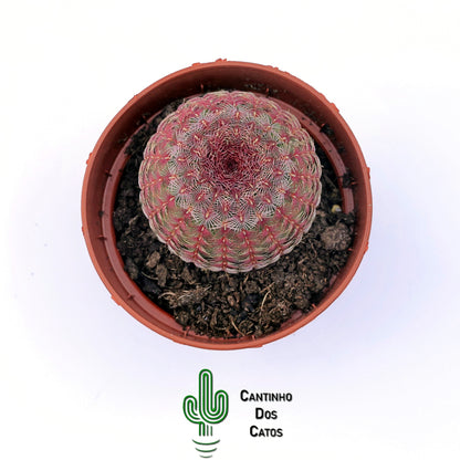 Echinocereus Rigidissimus Rubispinus