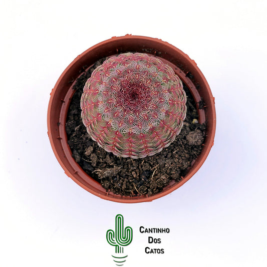 Echinocereus Rigidissimus Rubispinus