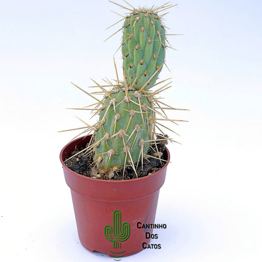 Cylindropuntia Miquelii