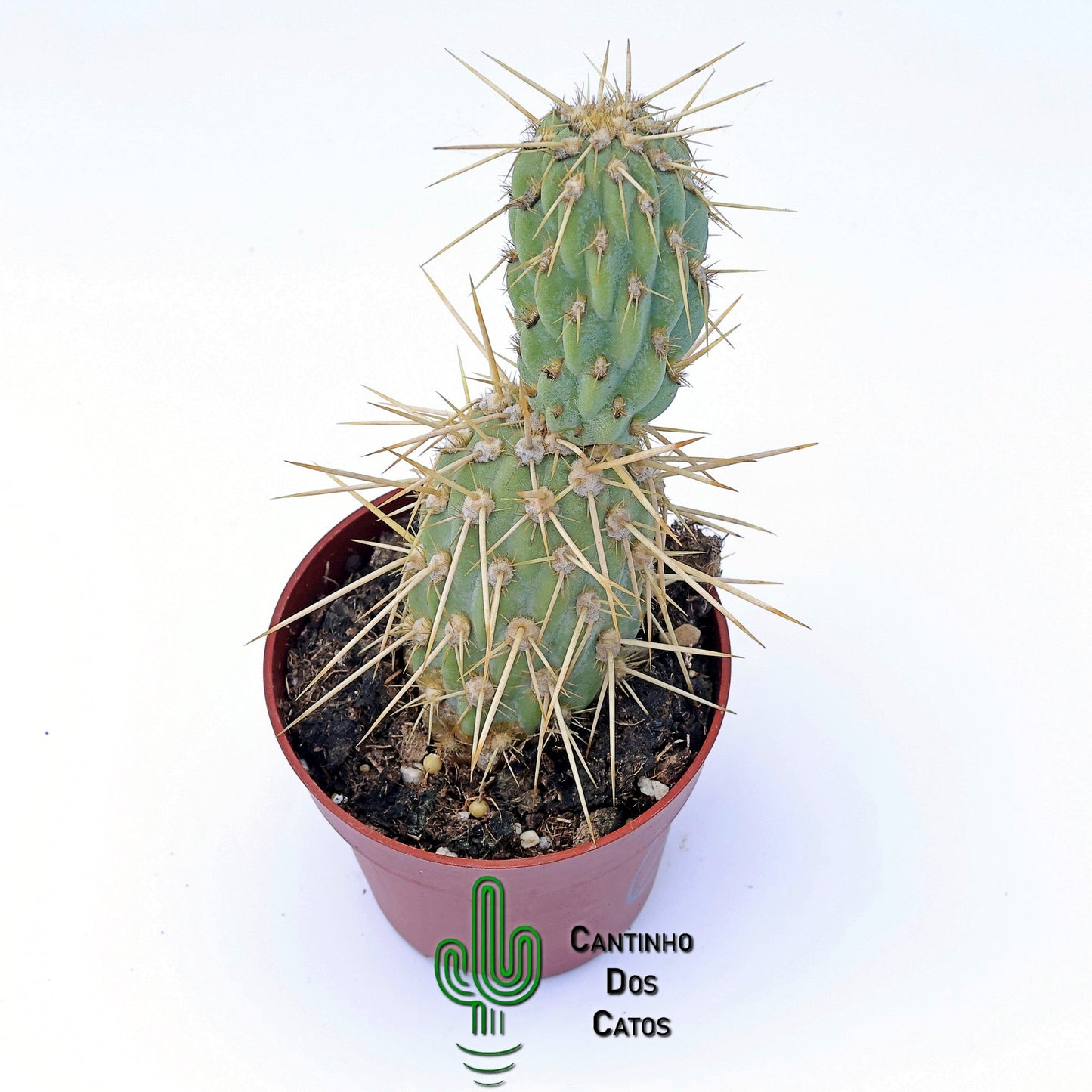 Cylindropuntia Miquelii