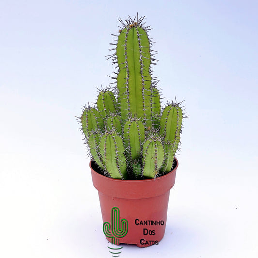 Euphorbia Frutiosa