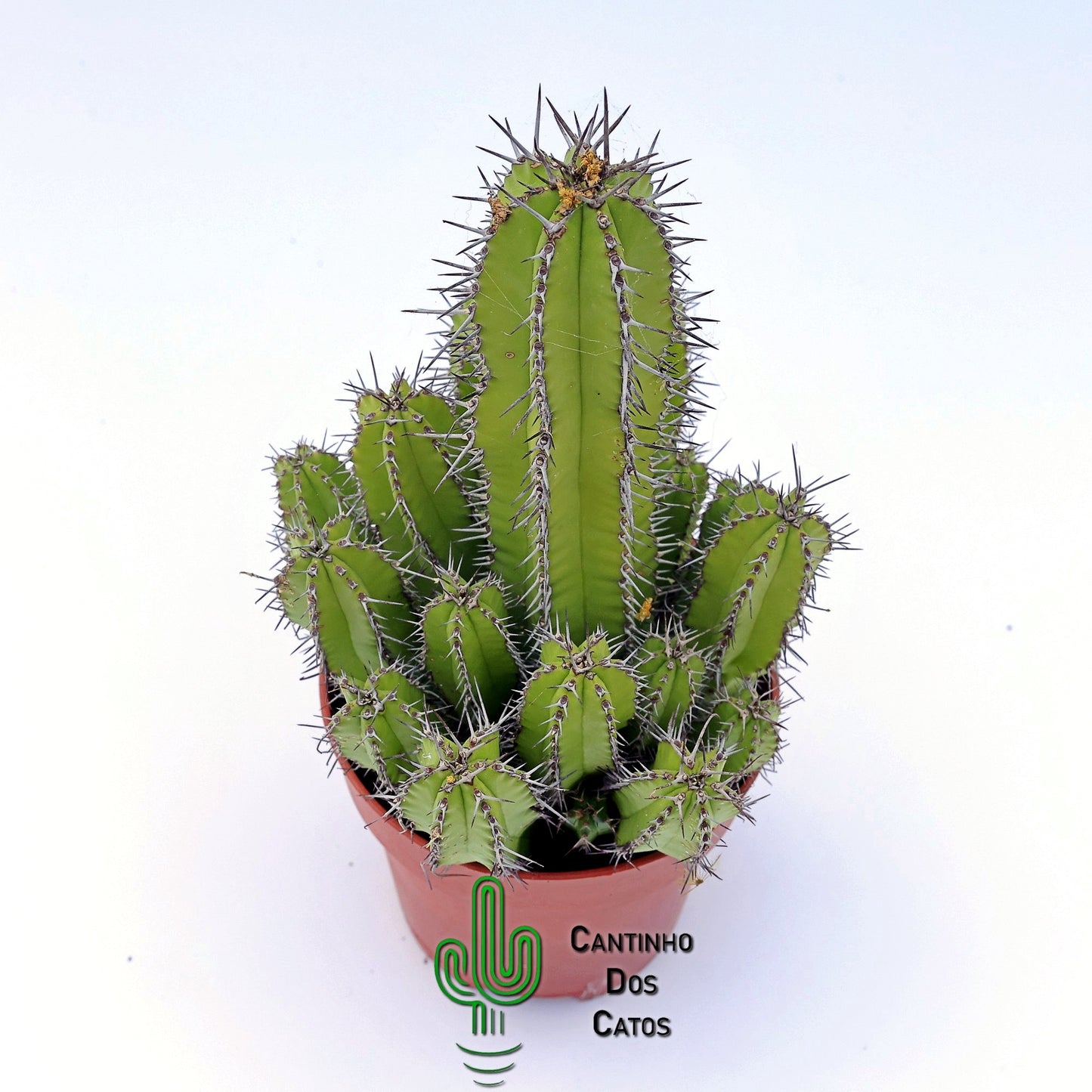 Euphorbia Frutiosa