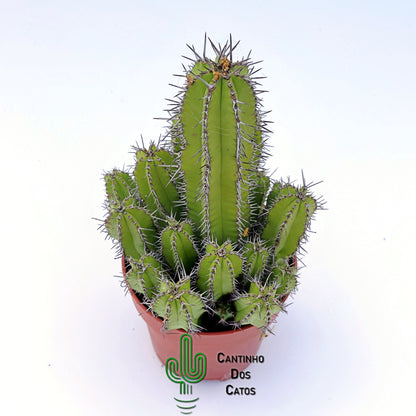 Euphorbia Frutiosa