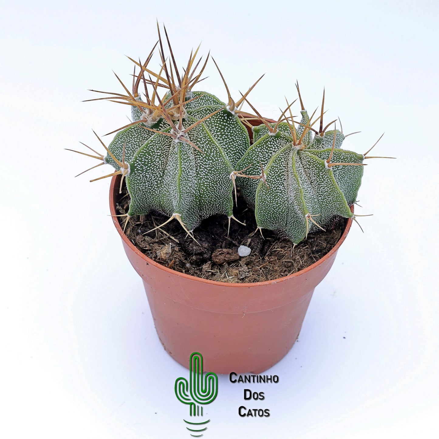 Astrophytum Ornatum