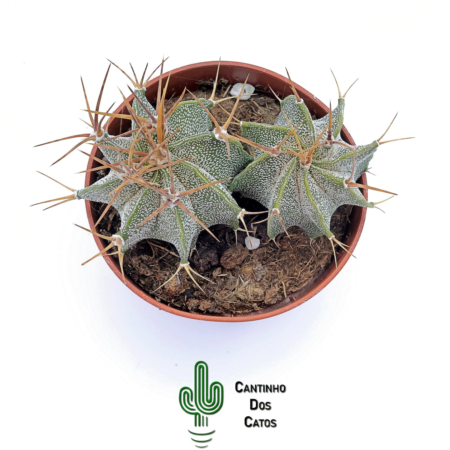 Astrophytum Ornatum