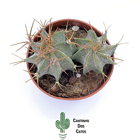 Astrophytum Ornatum
