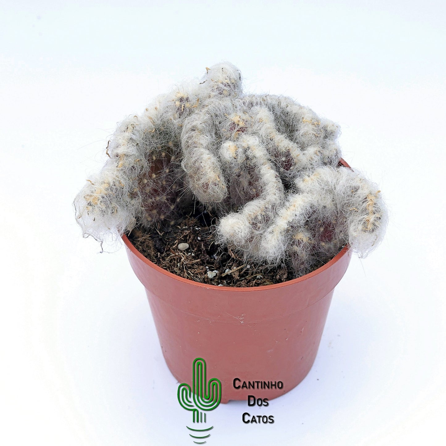 Opuntia Vestita Cristata