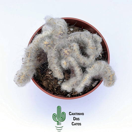 Opuntia Vestita Cristata
