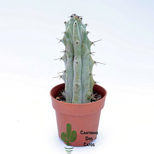 Stenocereus Beneckei