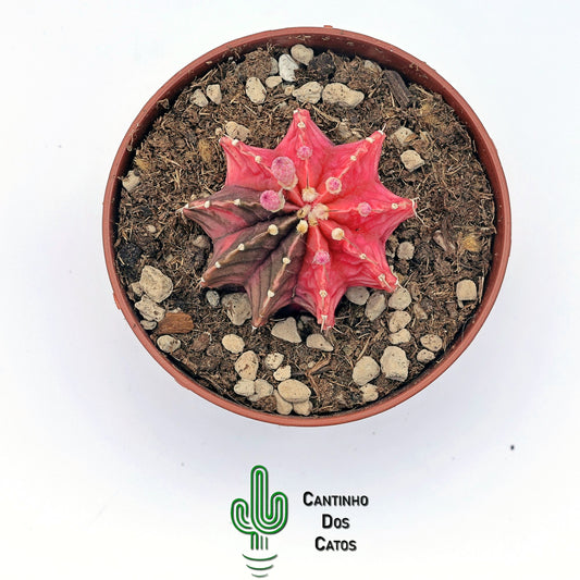 Gymnocalicium mihanovichii var. friendrichii variegata